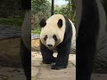 每日最新 💕甜甜的眼神！🐼香香 大熊猫 my cute panda