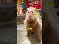 capybara 卡皮巴拉 為什麼說水豚君很神奇😌 capybara 水豚 水豚君 卡皮巴拉 呆萌 cute 可愛い 萌寵 療癒 short