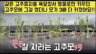 [한국농수산TV] 농민이 몰랐던 육묘장이야기~ 육묘장서 맹물로만 키우던 고추모에 그걸 쳤더니 모가 3배 더 커졌어요!! 충남 서산