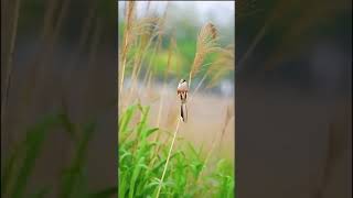 Reed parrotbill