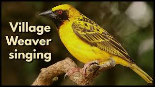 VILLAGE WEAVER male singing