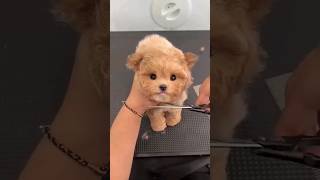 Cute Pomeranian Puppies Doing Funny Things #6 | Cute and Funny Dogs - Mini Pom / Mini Pomhttps🐕