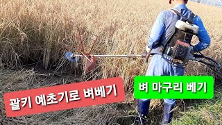 괄키 예초기로 벼  마구리 베기