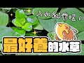 你的草缸好夥伴💪💪💪超好養的工具水草就是他！｜AC草影水族 Simple and easy to cultivate tool aquatic plants!