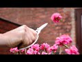 Styling young azalea for bonsai