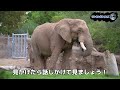 【ランキングタイムズ】最も地球上で頭の良い動物7選