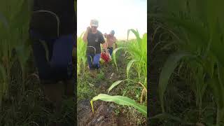 Process Of Carrying Watermelons Out Of Field !