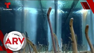 Temen que anguilas se olviden de los humanos por cuarentena | Al Rojo Vivo | Tel