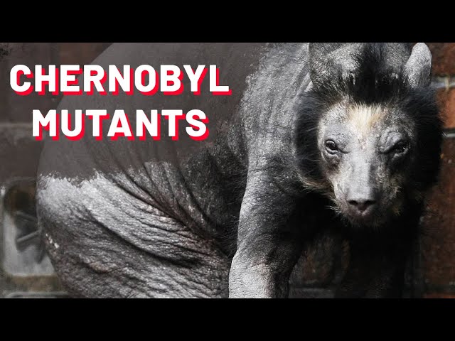 Mutations Animales De Tchernobyl