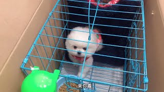 小博美即将要离别，装进箱子那一刻眼里却含着泪花，Cute dog, Pomeranian teacup