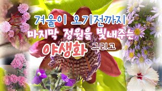 이렇게 합니다~ | 알라타(왕관)시계초 | 갯모밀 | 둥근잎꿩의 비름 | 나비수국 | 히비스커스 | 흰란타나 | 덴파레 | 호접난 | 겨울동안 예쁘게 피는 꽃 소개