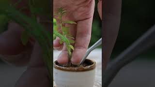 Boxwood BEAN BONSAI made with Ochoko(sake cup)