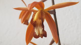 coelogyne odoardi (целогина одоарди)