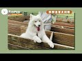 【南瓜pumpkin】狗狗挑戰『迷宮』 雪橇犬的方向感很好？！桃園寵物公園開箱！ 薩摩耶samoyed