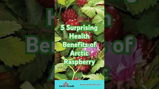 5 Surprising Health Benefits of Arctic Raspberry | #carecrash