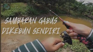 SAMBARAN GABUS DIKEBUN SENDIRI