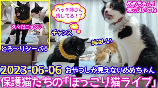 2023ｰ06−06 保護猫たちの「ほっこり猫ライブ」ハッチ＆マック＋黒猫めめ Cat live Stream in Japan -Cat Life TV