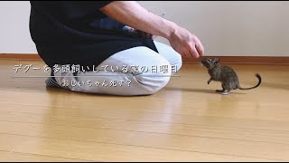 デグーを多頭飼いしている家の日曜日 @SmallAnimalsFamily