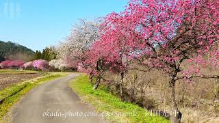 信州上田　余里の一里花桃2　2021年4月19日撮影