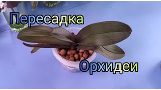 09.05.21.пересадка ОРХИДЕИ ..Биг лип