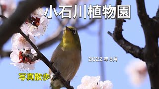 小石川植物園を歩いて　２０２２年３月　写真散歩