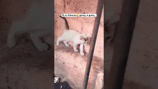 #டேய் செவல தாவுடா தாவு🤣🤣#வடிவேலு காமெடி#kitty#catlover #funnytrending #viral #petlover  #shortsfeed