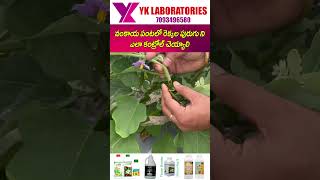 #Brinjalfarming #Vankaya వంకాయ పంటలో రెక్కల పురుగు ని ఎలా కంట్రోల్ చెయ్యాలి | #VaayuuYantraAayush