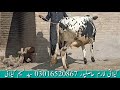 4 cholistani cow far sale 22 12 2020