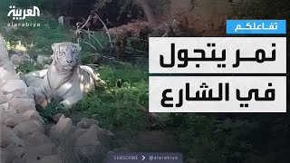 تفاعلكم | شاهد.. نمر نادر يتجول في شوارع تونس!