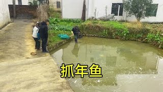 10尾草鱼在鱼塘养了一年，全部喂青草长大，抓几尾过年吃有多大呢