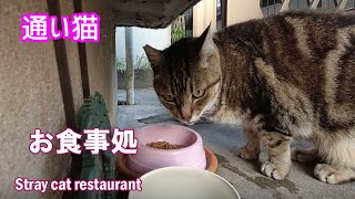 後でちゃんと食べるね　通い猫　野良猫アメショちゃんのお食事処　Street Cat　Restaurant