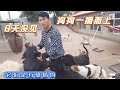 250条流浪狗的主人离开8天刚回家，看着日思夜想的狗狗都ㄧ拥而上  Dog rescue in China 20210921