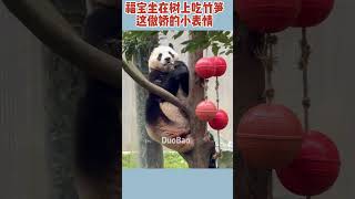 福宝坐在树上吃竹笋，这傲娇的小表情 #판다 #panda #大熊猫福宝 #fubao #푸바오 #shorts