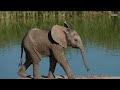 LIVE at the waterhole - 14 May 2025