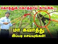 ஒரே மரத்தில் 6 மரத்தின் விளைச்சல் எடுக்கலாம் | மா கவாத்து | How to Mango Tree Pruning