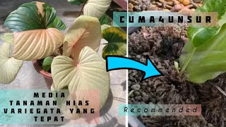 cara merawat tanaman hias variegata/hamolema alocasia philodendron/media tanam yang baik