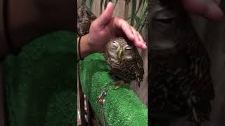 オオスズメフクロウ オズくん OWLCafe in Sendai