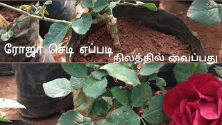 ரோஜா செடி எப்படி நிலத்தில் வைப்பது ...? #greenland #rose