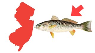 La chute de Weakfish : un signal d'alarme pour les pêcheurs du New Jersey