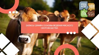 Основы ведения мясного скотоводства