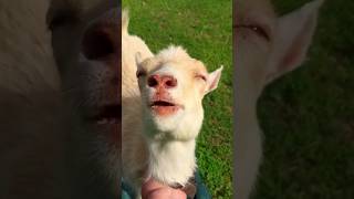 The Funniest Animals Ever! Watch #63 for a Good Laugh! #funnyanimals #pets #shorts