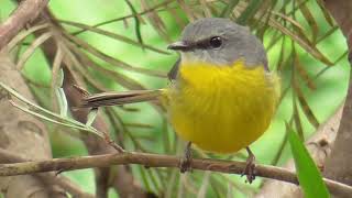 Eastern yellow robin - Eopsaltria australis