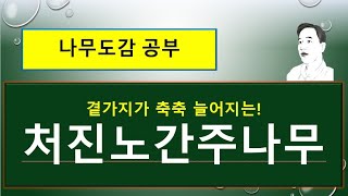 처진노간주나무 vs 노간주나무 : 서로 다른 차이점