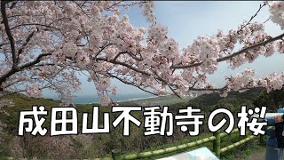 岡垣町　成田山不動寺の桜