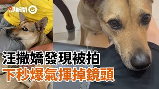 米克斯犬賣萌塞乃突然發現鏡頭　下秒爆氣揮掉｜寵物｜動物｜狗狗｜狗掌｜生氣｜精選影片