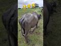 buffalo in mud 😂😂😂#viral shorts 😂funny #viralshort#youtubereels#lol #funnyclips#memes #youtubeshorts