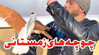 Winter offspring | Afghan pigeon squabs | Growing processجوجه هاي زمستاني | wazha واژه