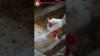 @ நல்ல வேலை பார்த்து டான்  #shortvideo #funny_chicken #viralvideo #tamili # கமலம் தமிழ் #