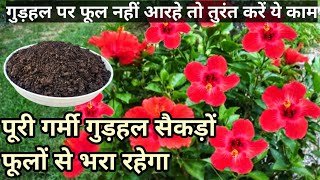 गुड़हल पर सैकड़ों फूलों के लिए तुरंत डालें ये पावरफुल खादHibiscus plant care \u0026 fertilizer for summer