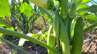 It's impressive how okra grows well in this region, it grows on its own and grows like a weed.